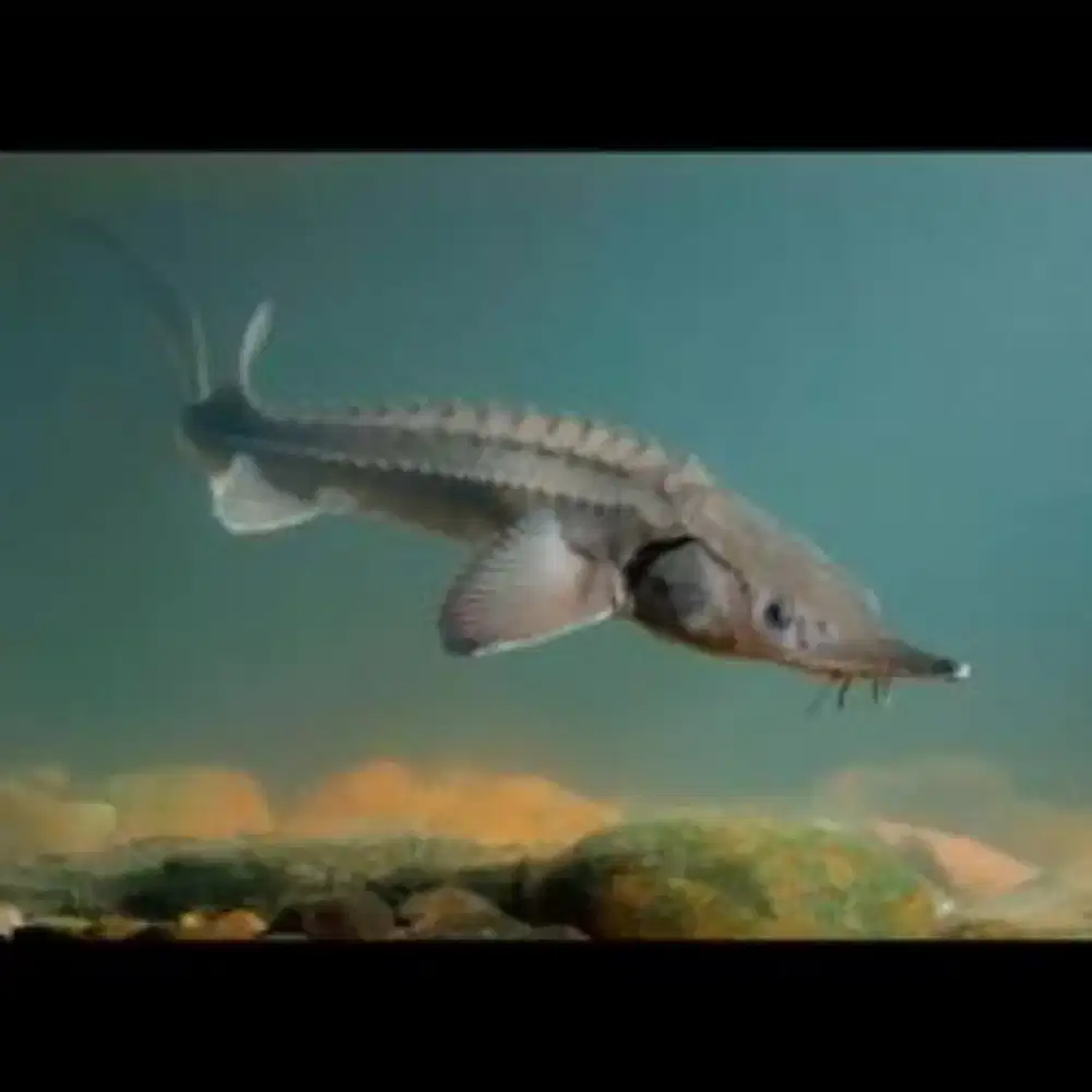 Sturgeon/acipenser ruthenus