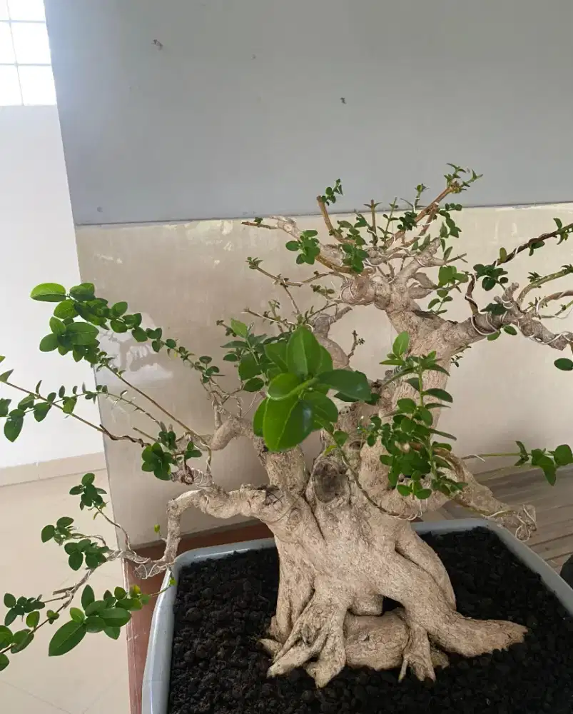 BONSAI WAHONG SIAP PANEN