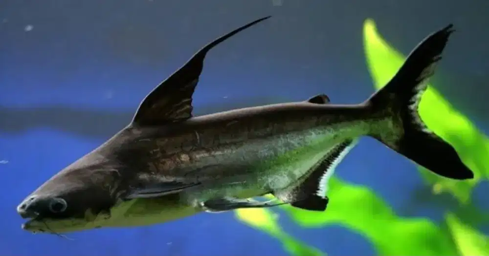 Paroon shark/Genghis Khan