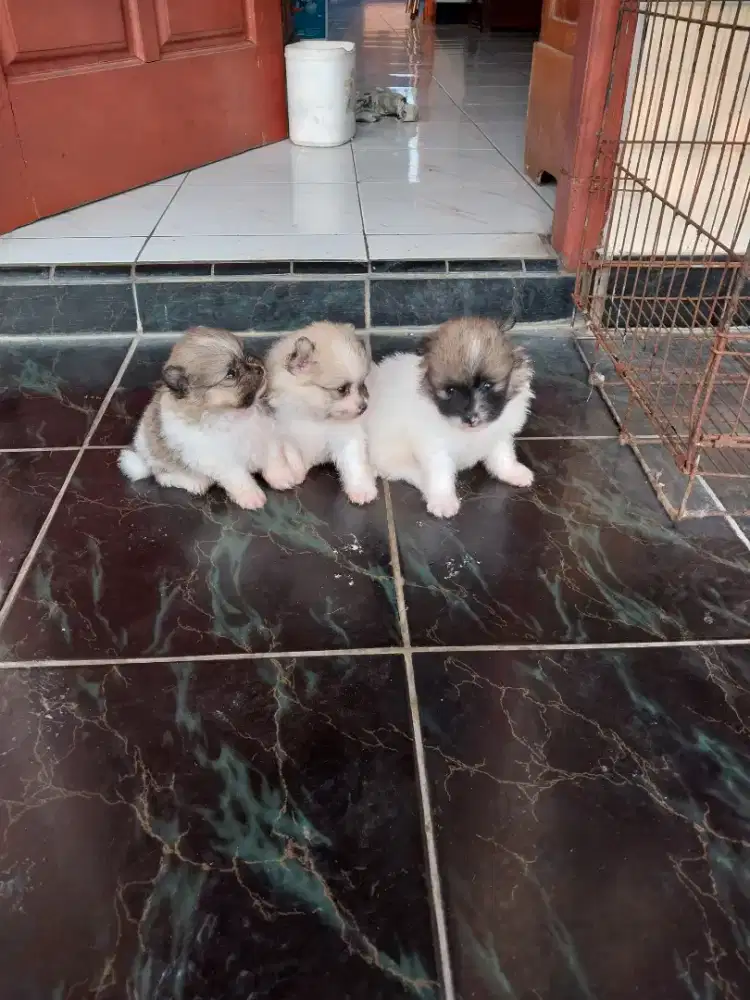 Anjing di jual jenis minipom party