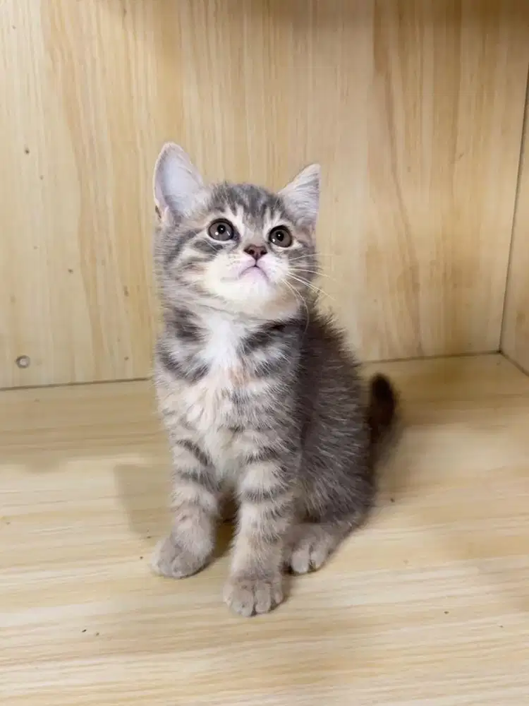 Kitten Kucing Persia