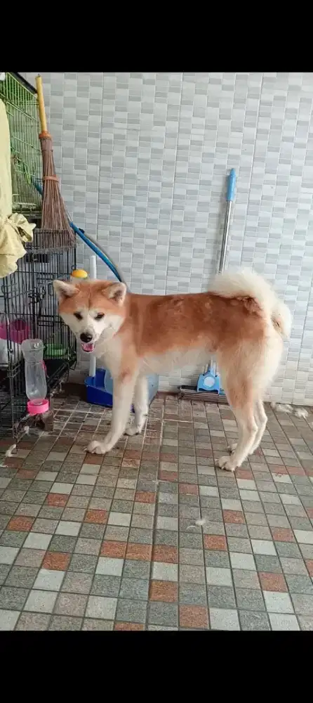 Jual cepat sepasang akita