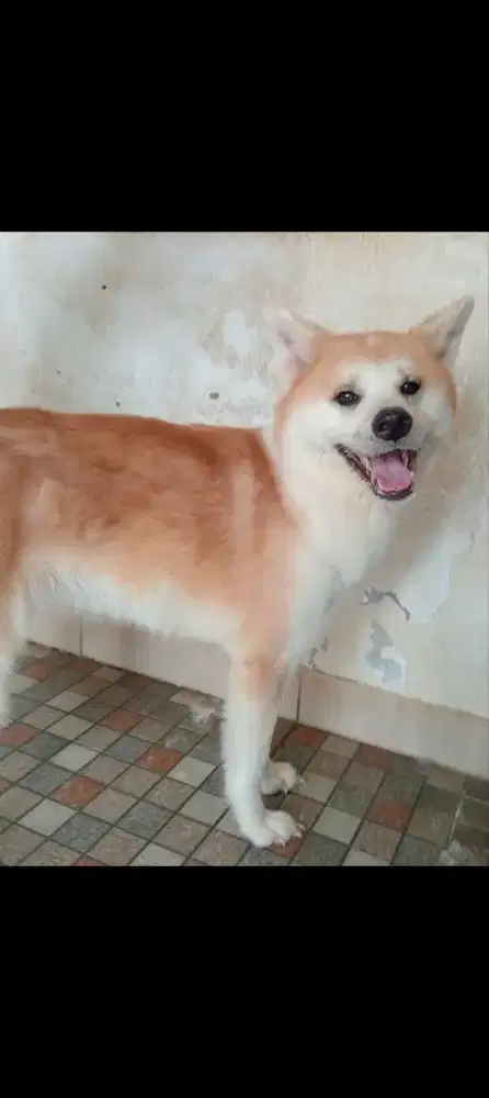Jual cepat Akita betina dewasa