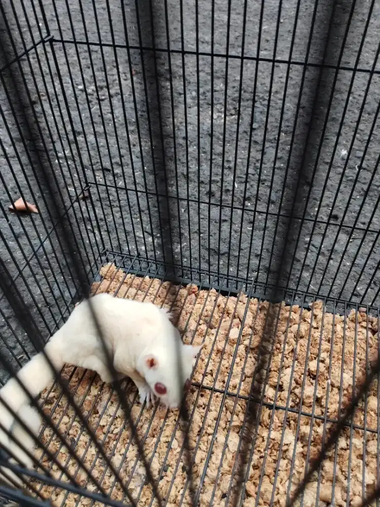 Sugar Glider Albino Indukan