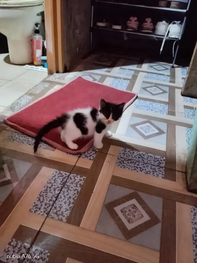 Kucing persia kitten