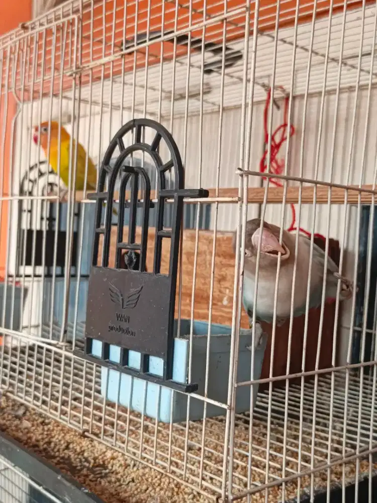 Lovebird sepasang baru bertelur ada 3 pcs fulset sama glodok nya