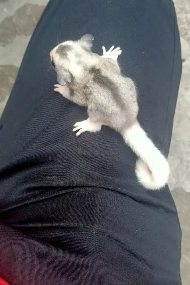 Sugar glider joey