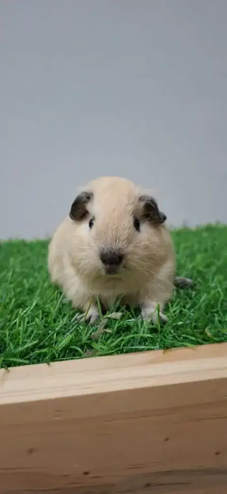 Marmut guinea pig california