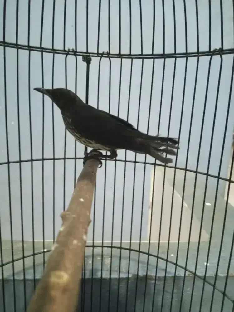 Burung cucak Keling
