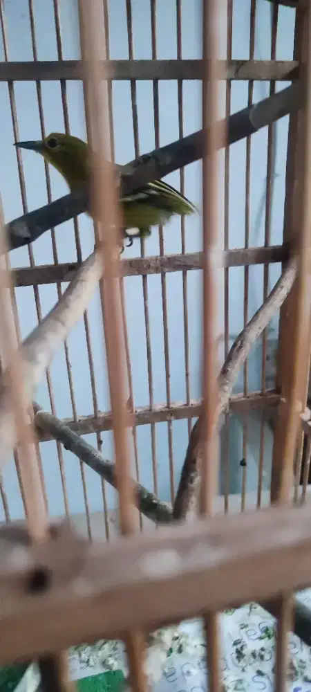 Cipow garansi jantan ngevoer