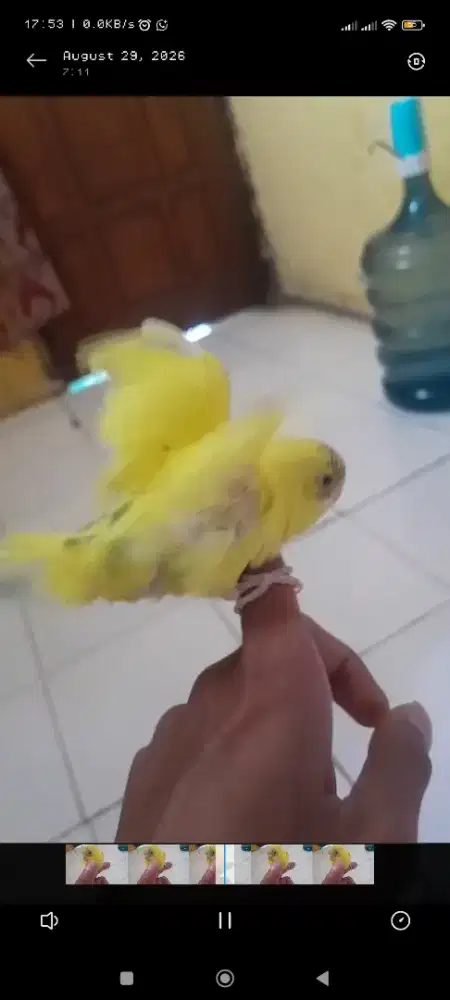 Anakkan parkit makan millet di tangan, jinak total,