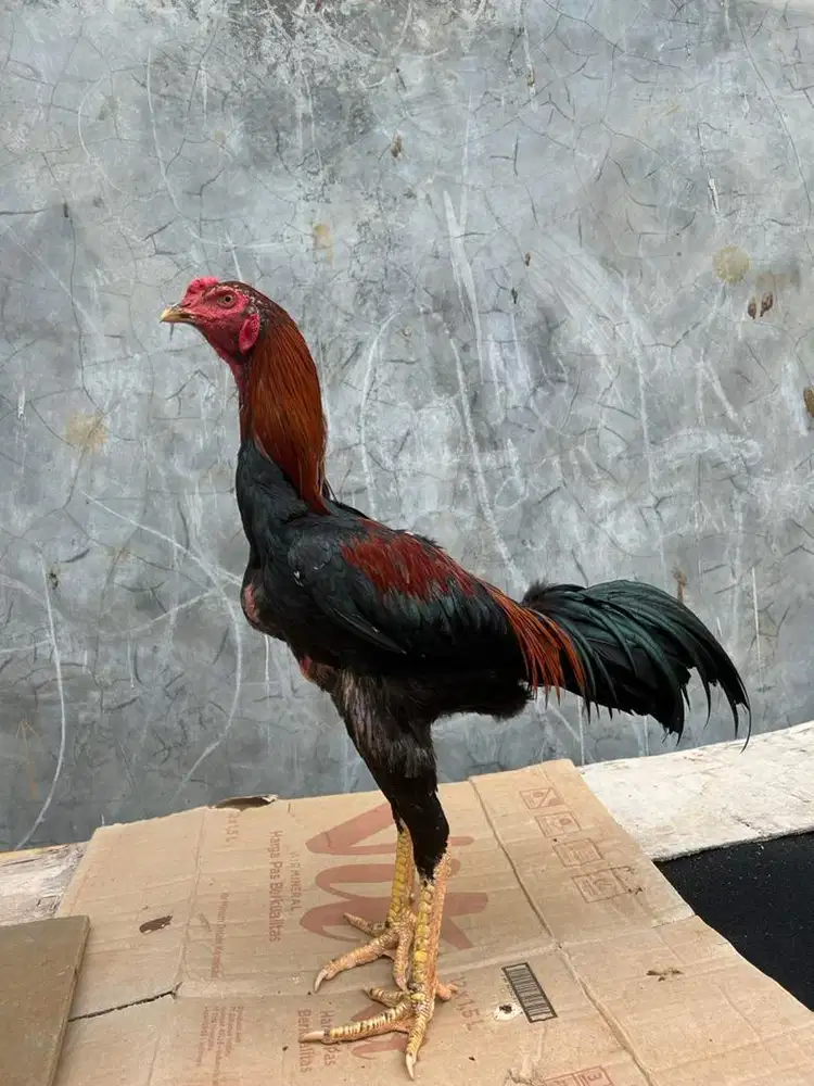 Ayam bangkok klasik