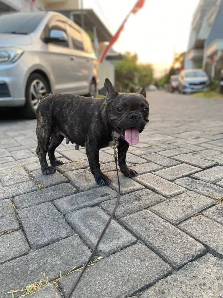 Indukan french bulldog produktif