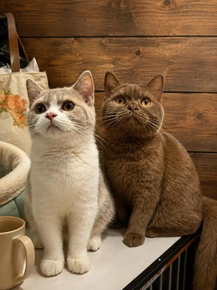 British Shorthair BSH