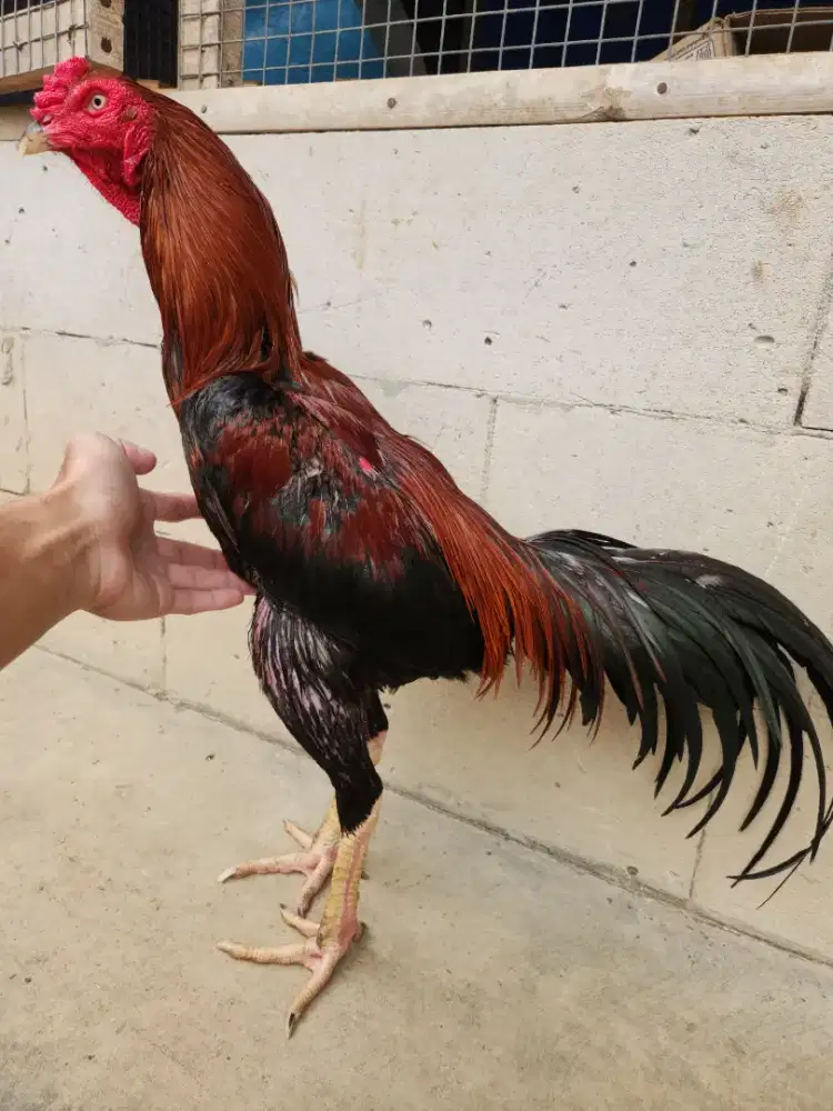 Ayam bangkok koytrad super mewah bervideo