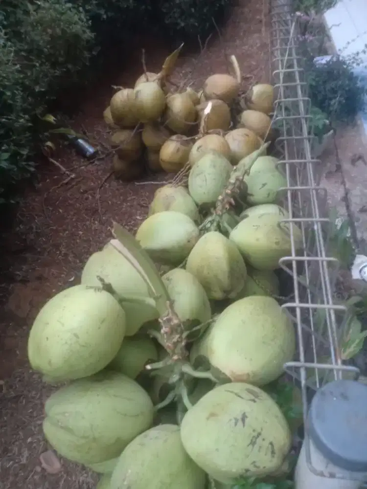 Kelapa muda dawegan fresh