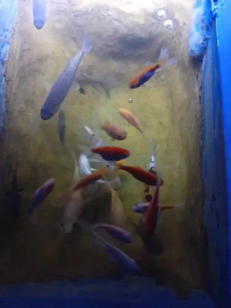 Dijual ikan koi