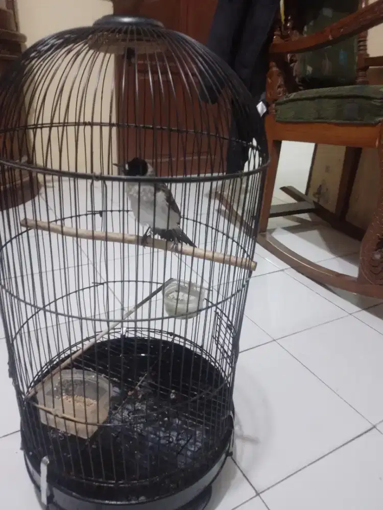 BURUNG KUTILANG JINAK SATU SET