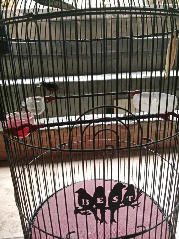 Jual burung konin dan korlap