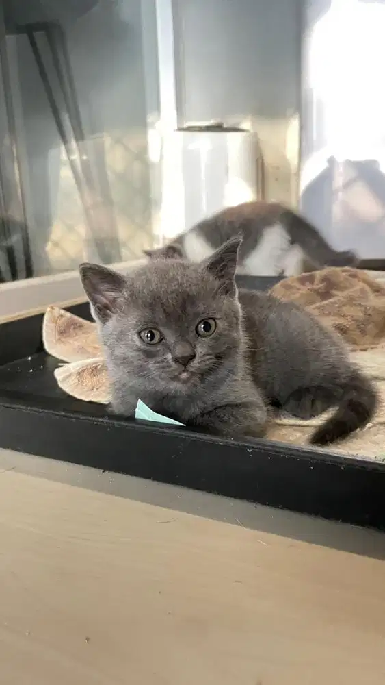 Lepas adopt Bsh mix scotish fold