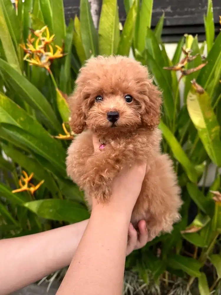 Tiny toy poodle