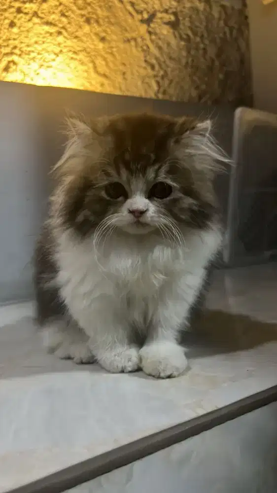 Kitten Munchkin Kaki Pendek