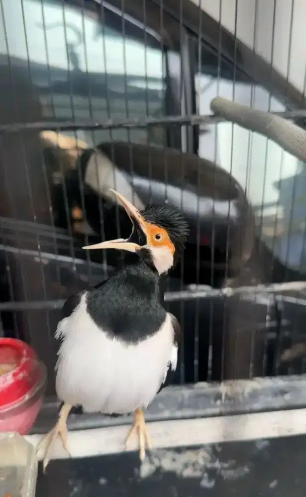 Bismillah jual burung jalak suren isian banyak