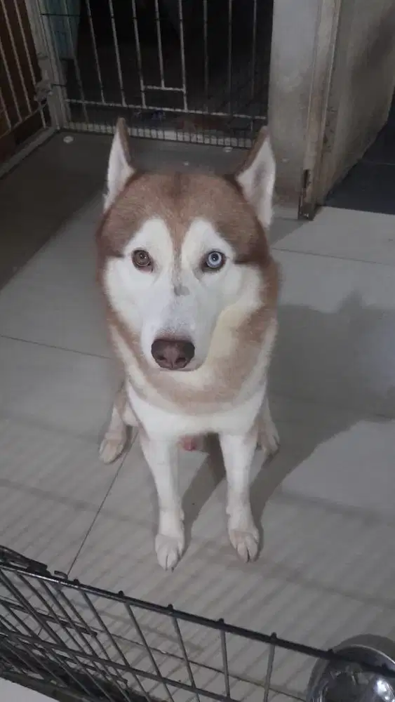 Jual Siberian Husky Jantan