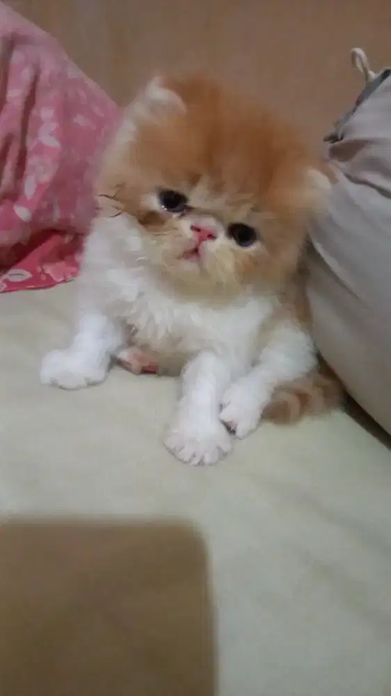 lepas adopt persia peaknose