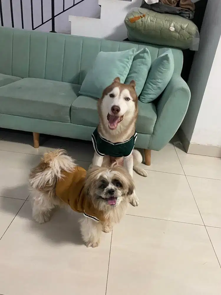Adopt Siberian Husky Jantan
