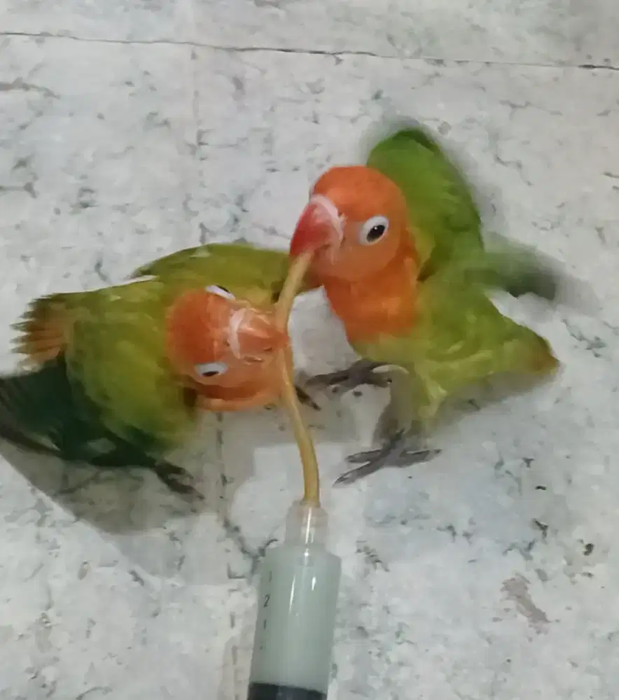 Burung lovebird
