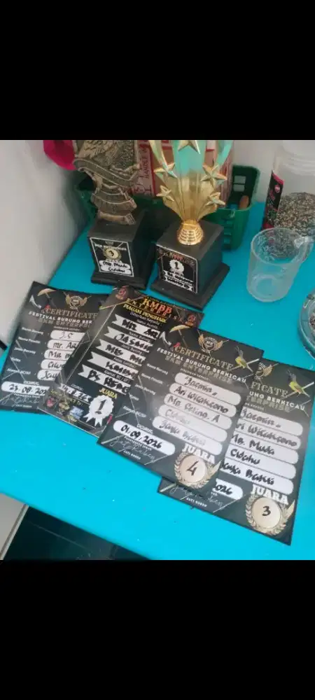 Murai Ekor Panjang Prestasi fullset