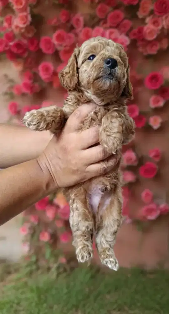 Anjing Poodle Jantan gemes 1 bulan