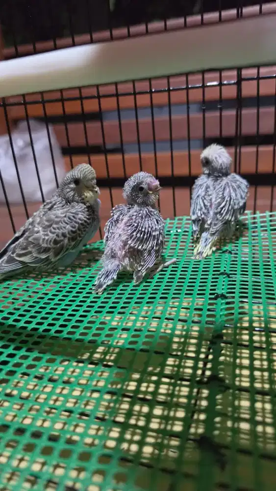 Lolohan burung parkit mutasian yellow face borongan