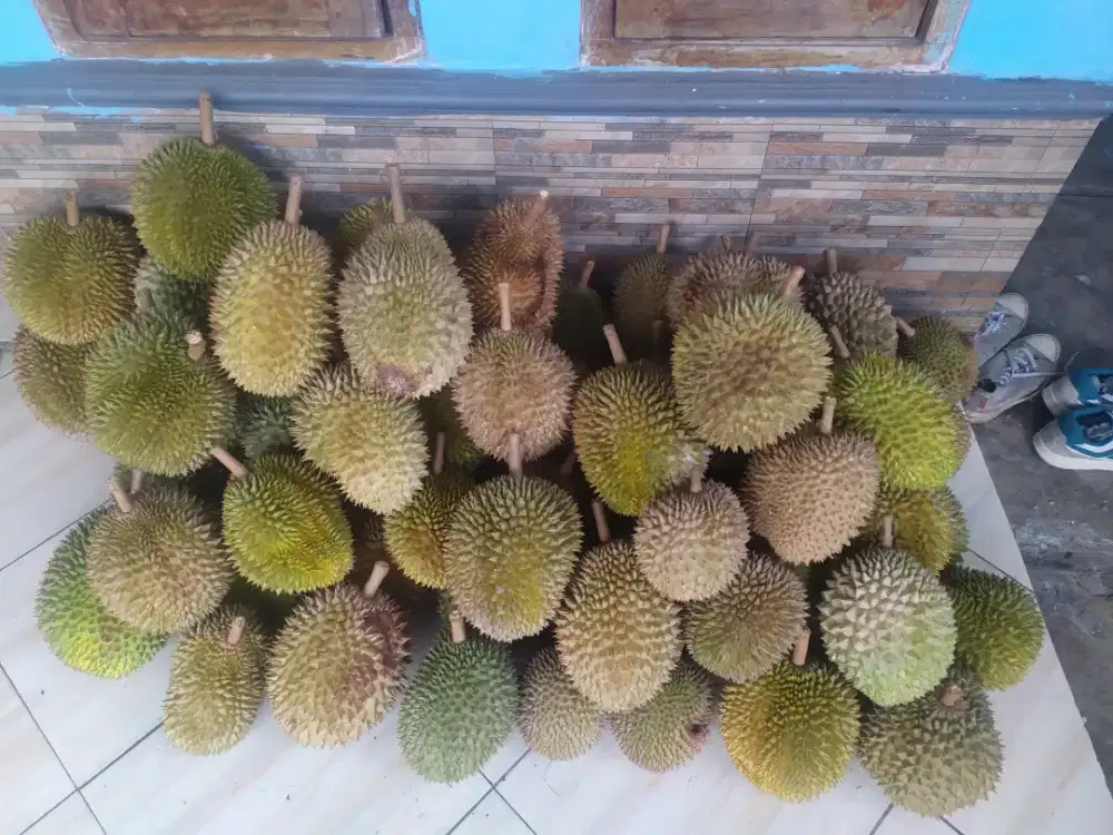 Loker ngambilin buah durian dari pohon