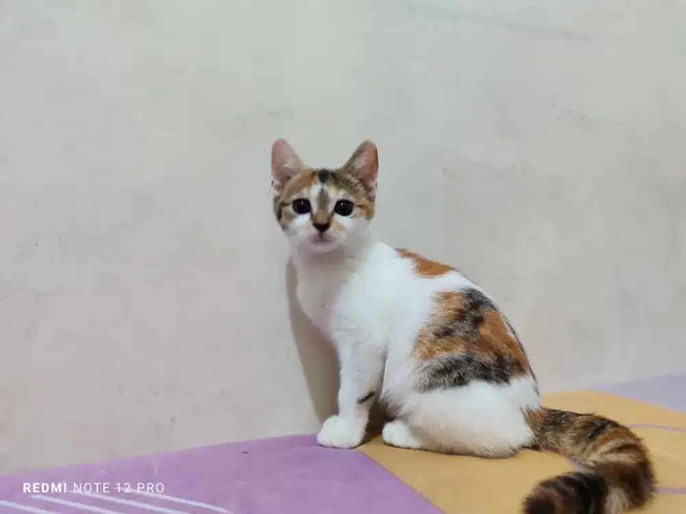 Kitten British shot hair