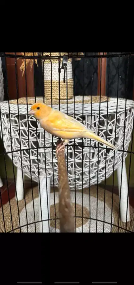 Kenari Betina sudah buang Telor