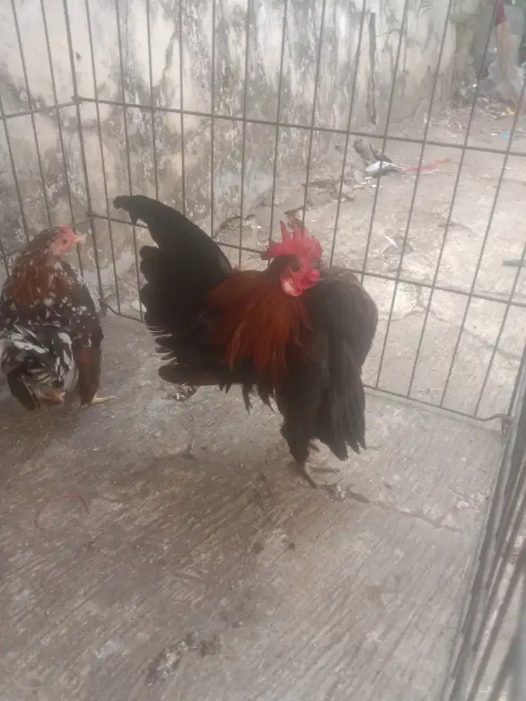 Ayam Serama ORI bukan kw
