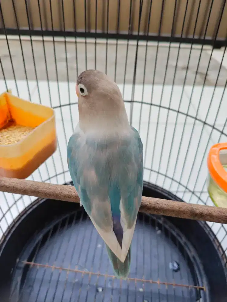 Lovebird Pasbir (Pastel Biru)