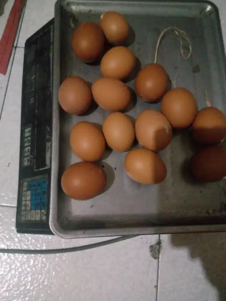 Jual Aneka Makanan Berbahan Telur Puyuh dan Telur