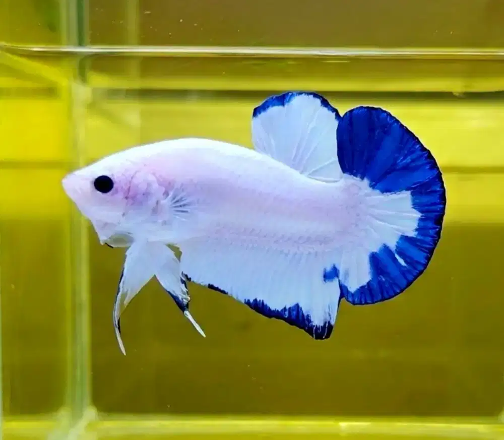 ikan cupang Blue Rim