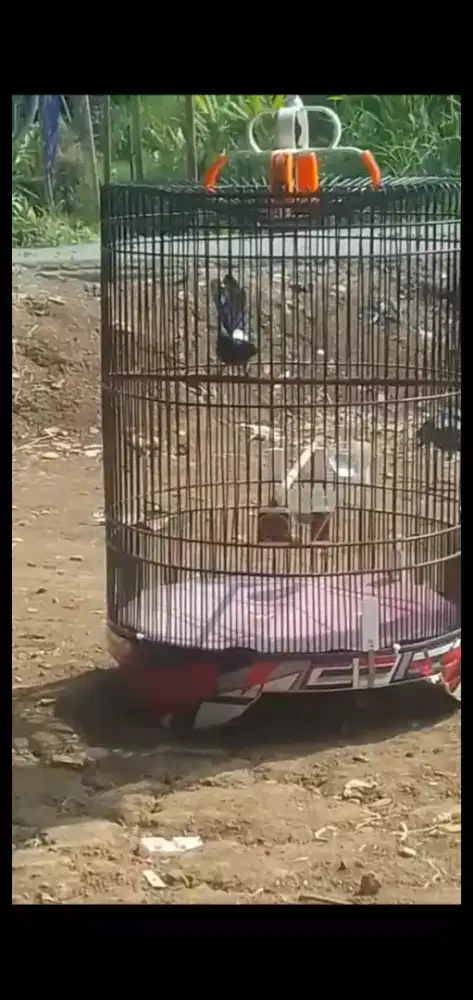 Murai Ekor Panjang Gacor sudah Prestasi