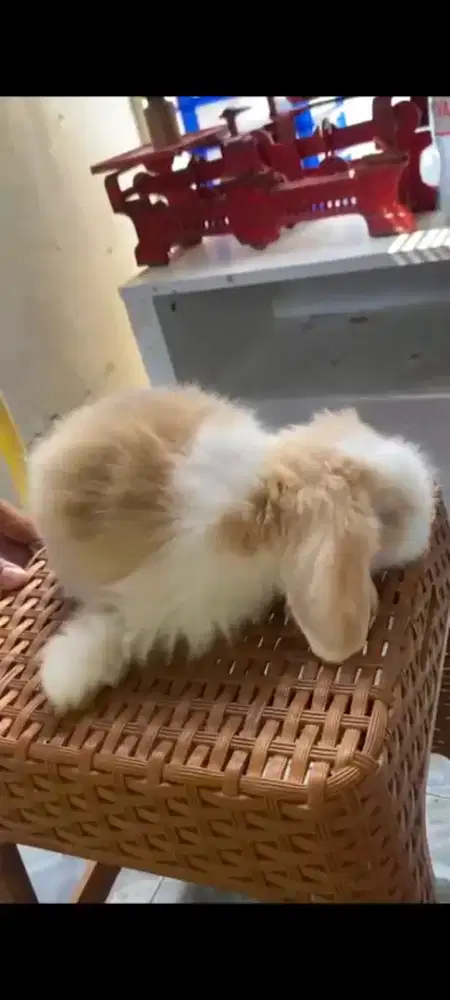 KELINCI FUZZY LOP