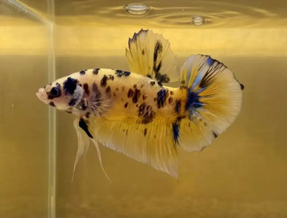 ikan cupang giant yellow koi