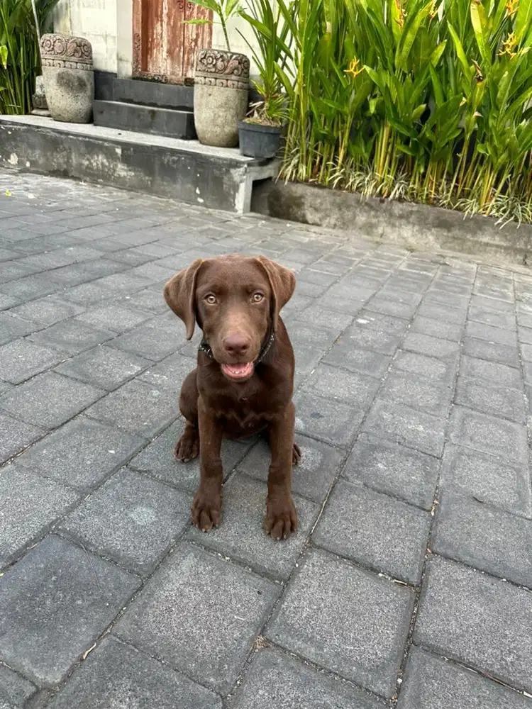 Mocha Labrador (Pure breed)