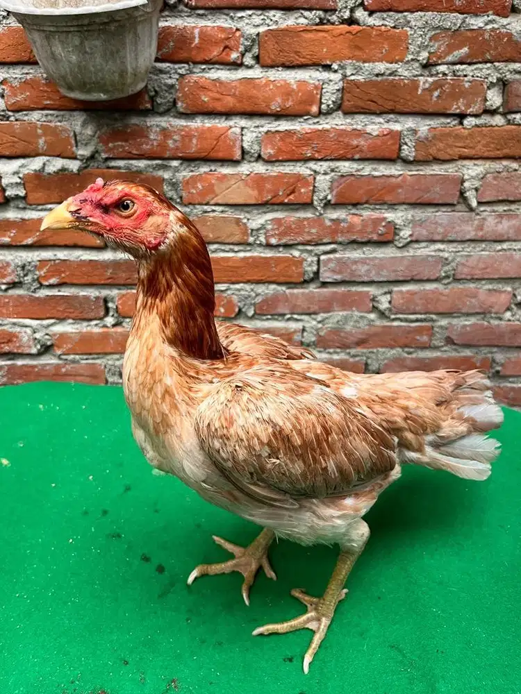 Indukan ayam khoy