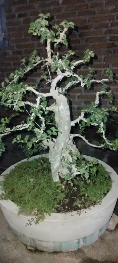 Bonsai serut,asam jawa,jeruk kinkit,murbey