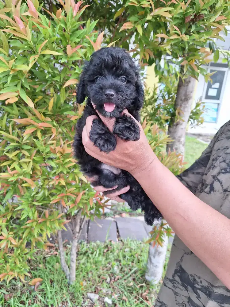 Dijual anakan poodle