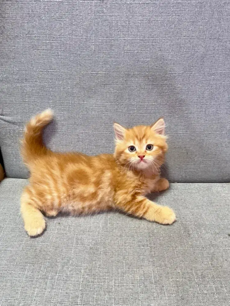 kucing kitten persia anggora mainecoon himalaya ragdoll munchkin