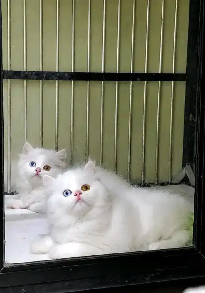 kucing kitten perisa himalaya ragdoll mainecoon peaknose british